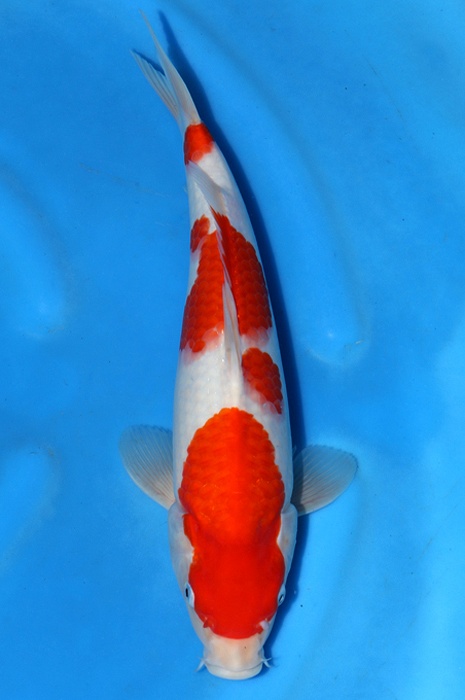 meerstaps kohaku  2404018