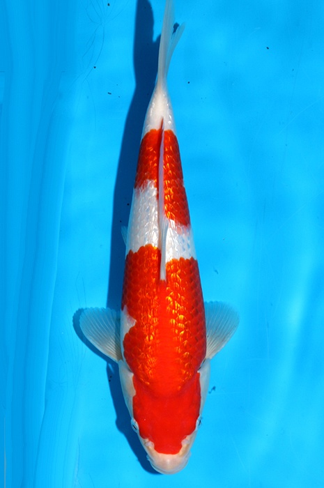 ginrin kohaku 2404042