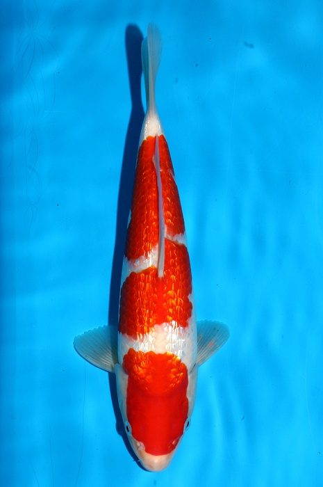 ginrin kohaku 2404043