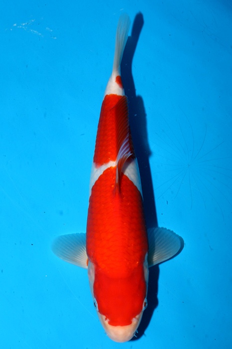 sandan kohaku 2404046