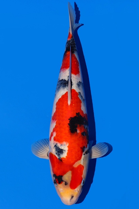 showa 2404059