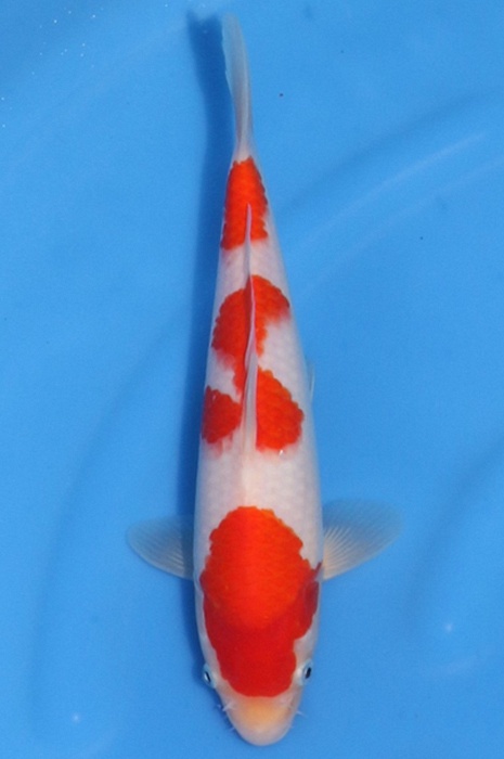 kohaku 2404110