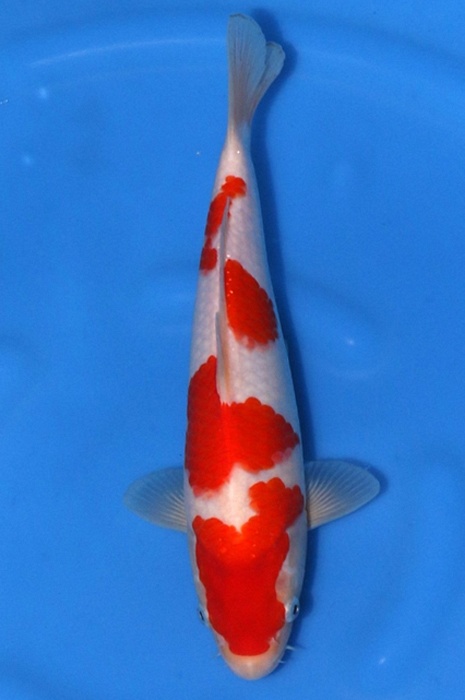 meerstaps kohaku 2404114