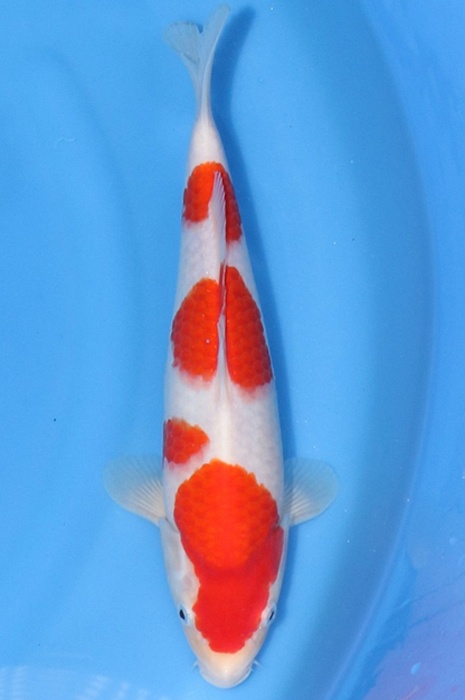 meerstaps kohaku 2404116
