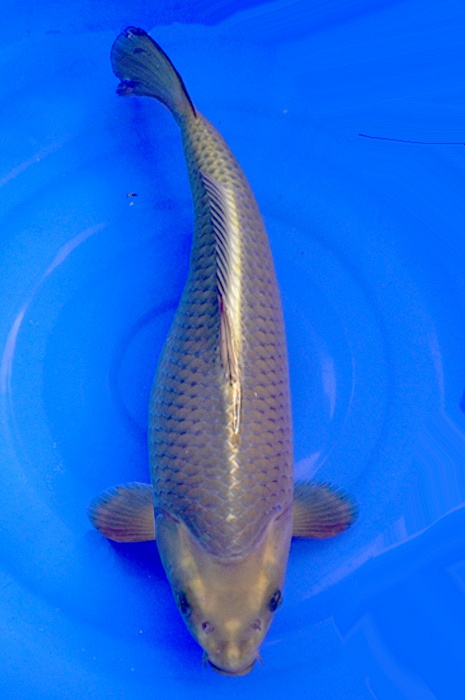 ogon 2311500