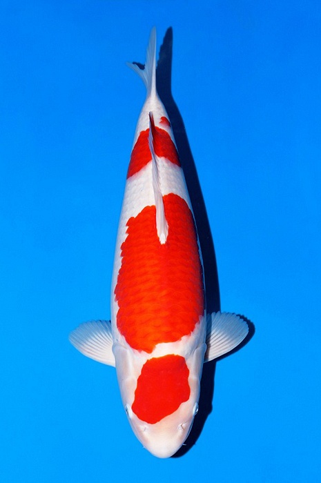 maruten sandan kohaku KO-V23-1296