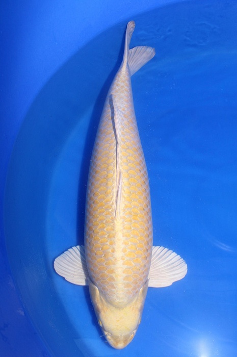 Ogon DU2008004