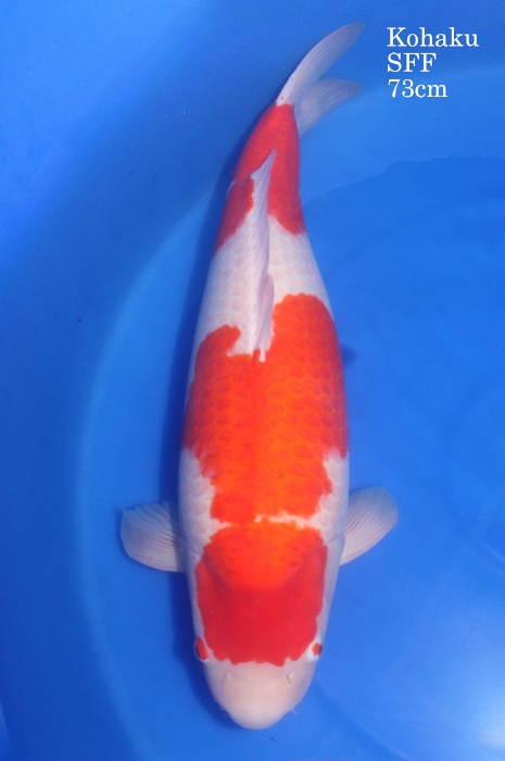 kohaku SFF-31032021-01