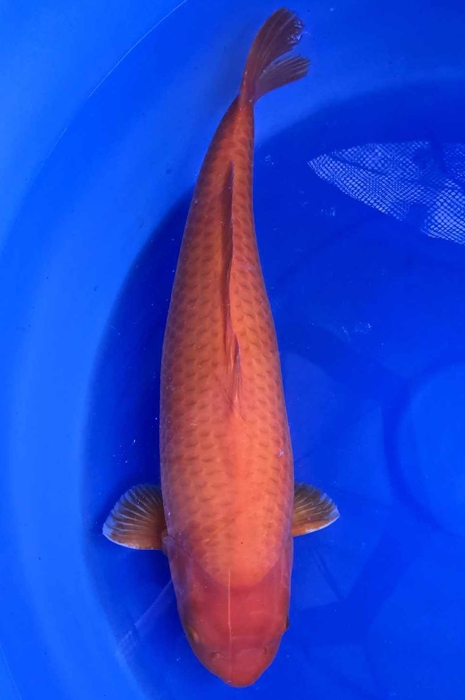 super mango 2406301