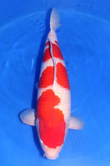 sandan kohaku DU-KO-V20-10161