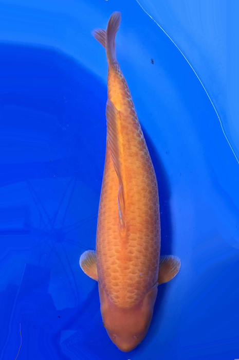 super mango 2406303
