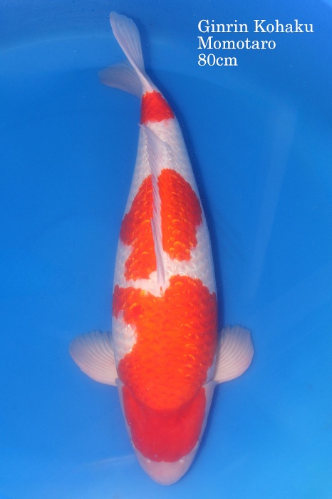 ginrin kohaku KO-05