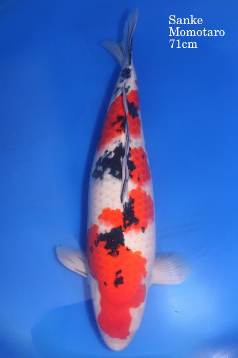 meerstaps sanke SA-V21-10123