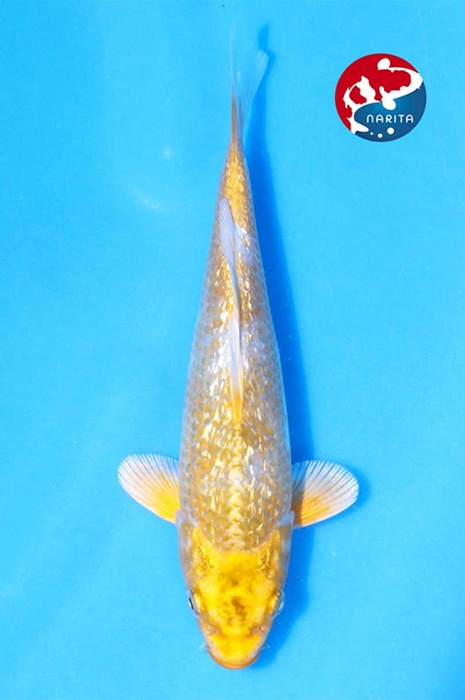 ginrin kawarigoi 2602012
