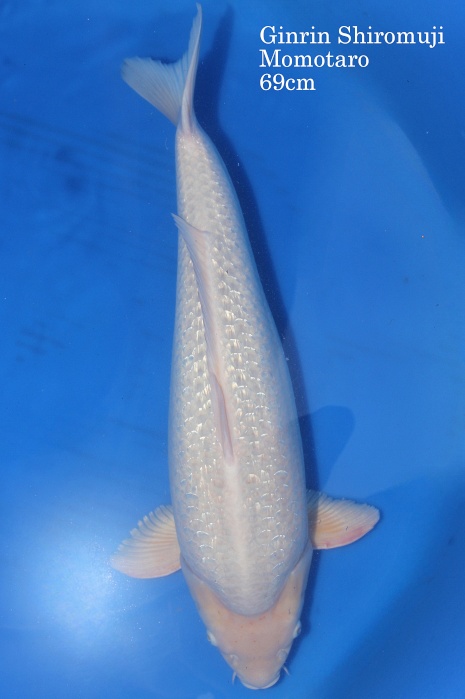 ginrin shiromuji DU-07