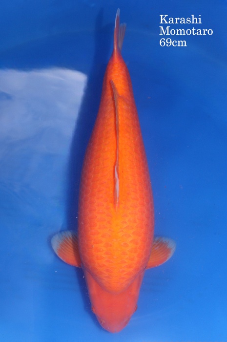 Red karashigoi DU-09