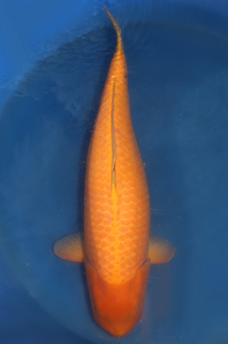 Orenji ogon 2206003
