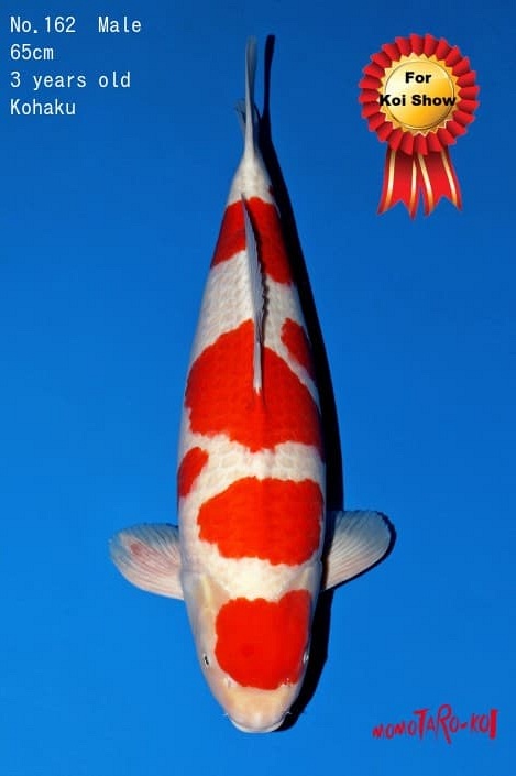 meerstaps kohaku KO-V22-11162