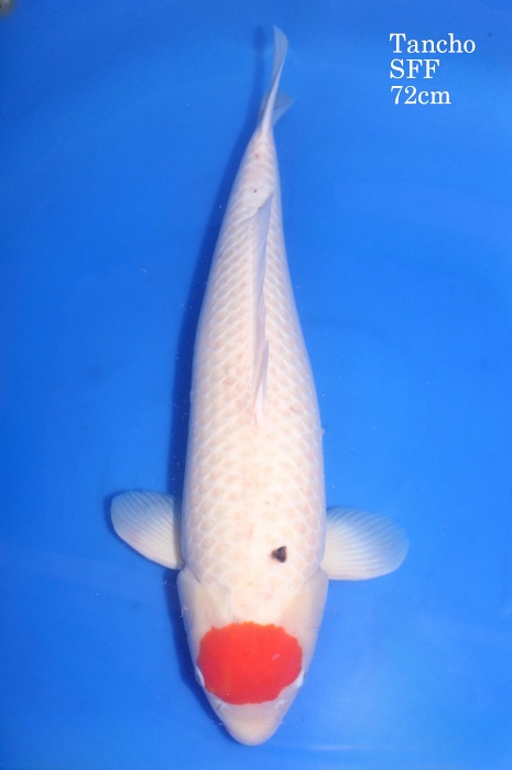 tancho kohaku DU-13