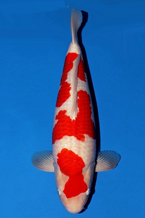 meerstaps kohaku KO-V21-10137