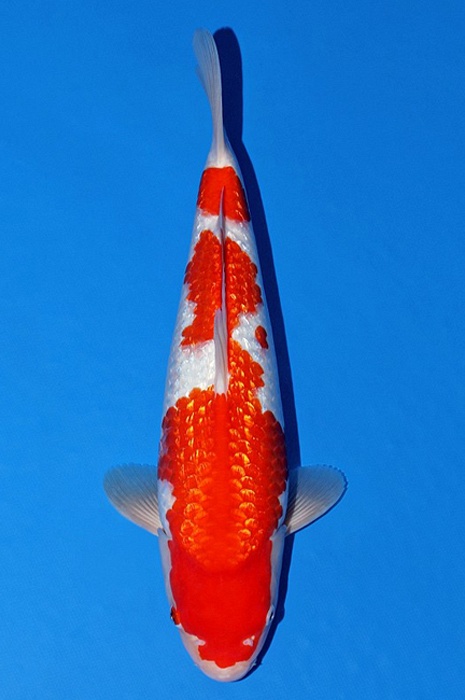 ginrin kohaku 2203004