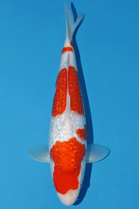 ginrin sandan kohaku GK-V23-05153