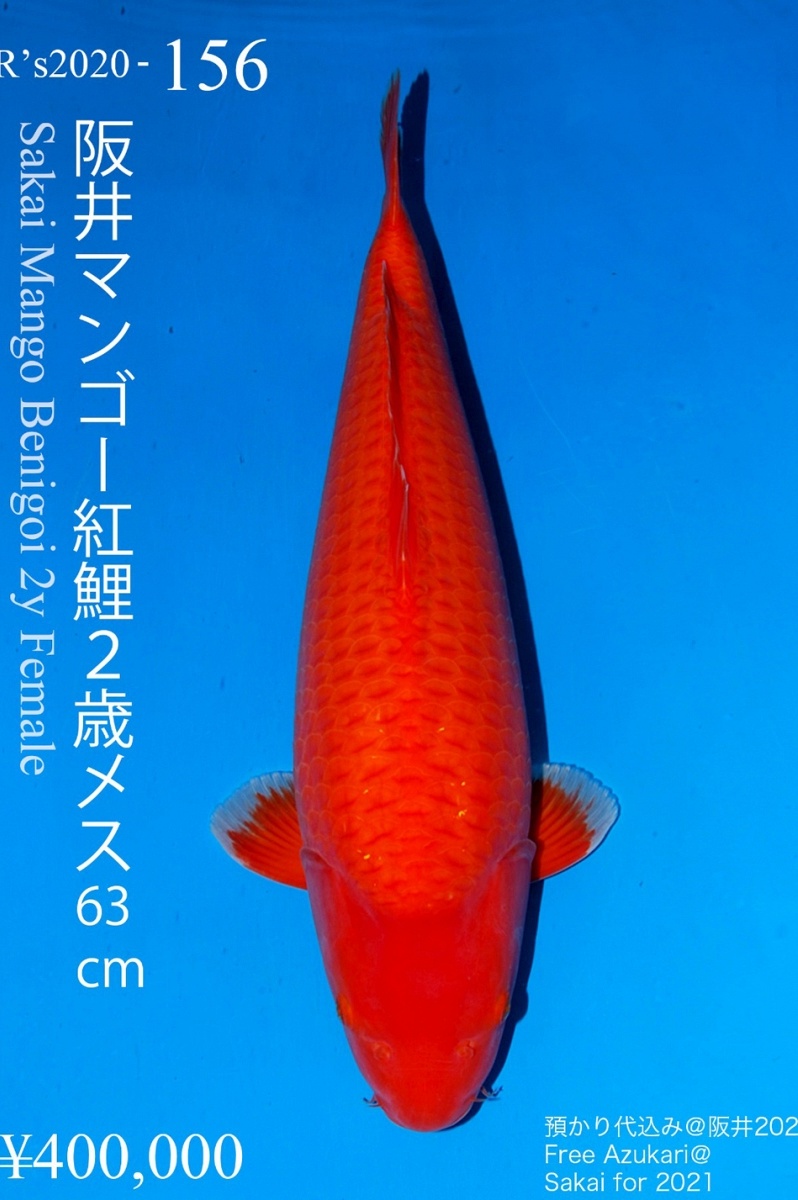 Mango Benigoi BE-V20-12156