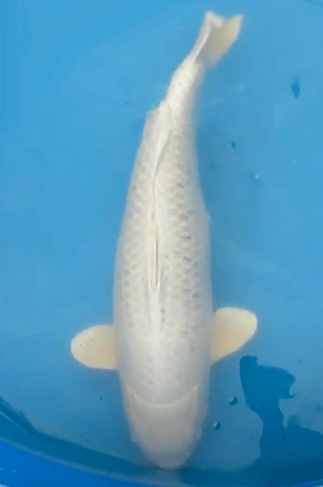 Platiunum Ogon 1604001-01