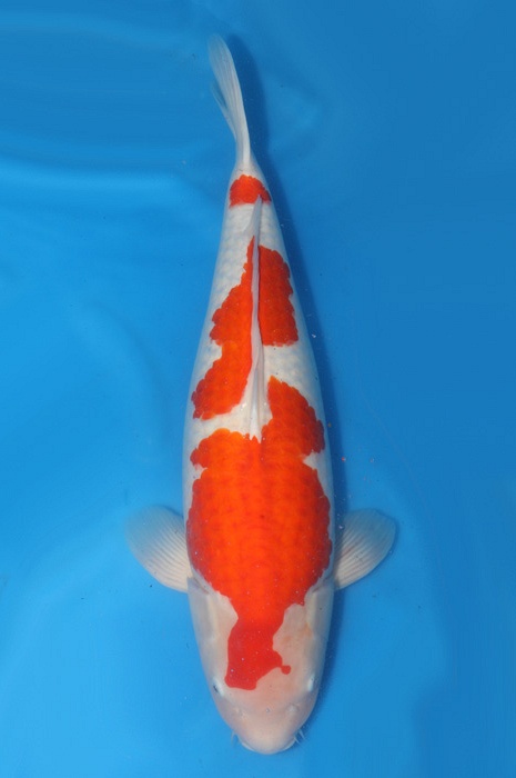 meerstaps kohaku 1710048