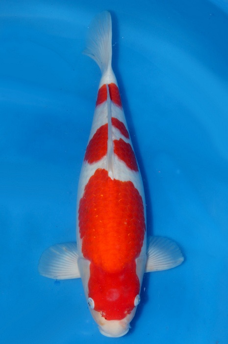 meerstaps kohaku 1805001