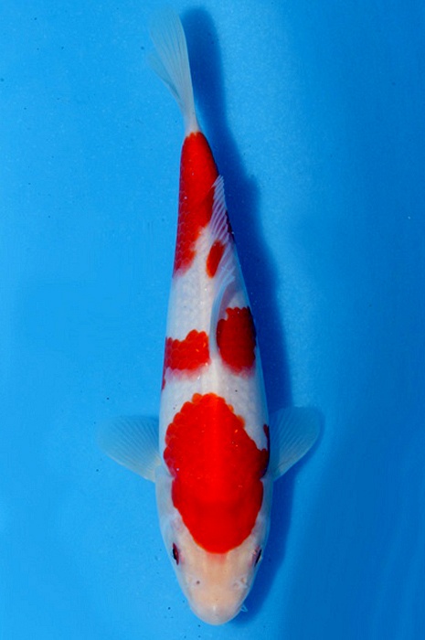 meerstaps kohaku NL1811058