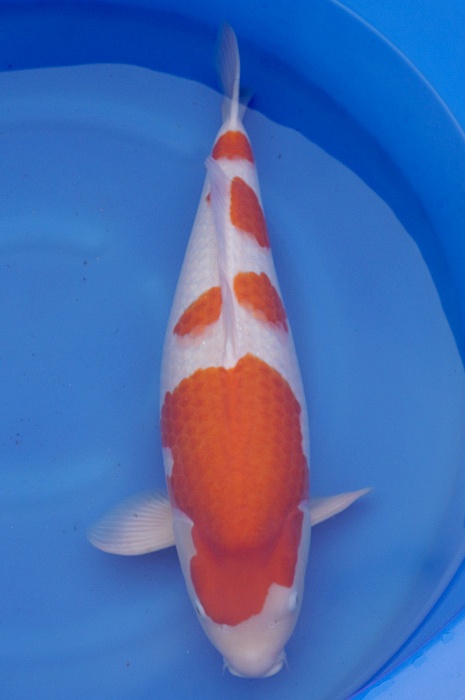 meerstaps kohaku 1812001