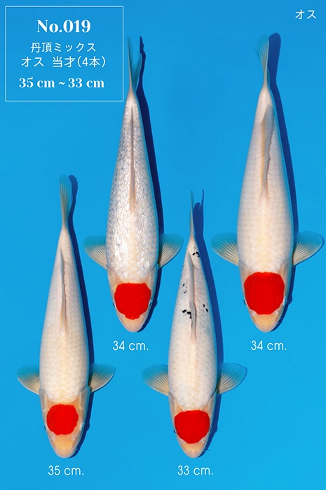 tancho kohaku TA-V26-04019b
