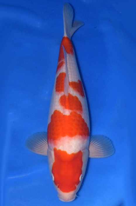meerstaps kohaku 1905002