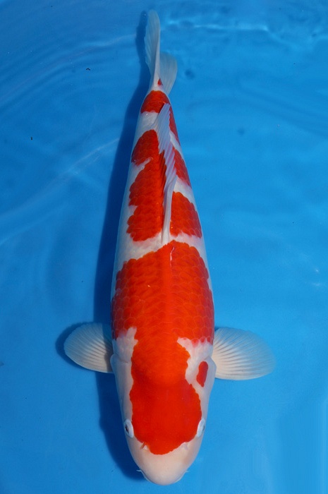 kohaku 1911001