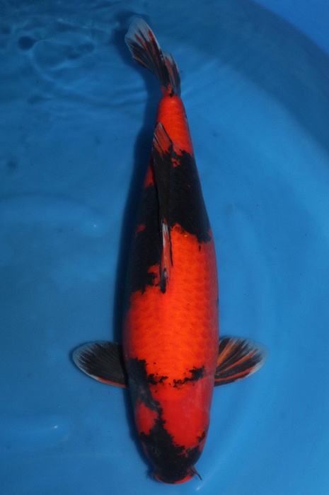hi utsuri 1911006