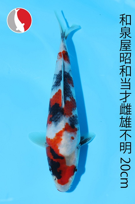 showa 2003005
