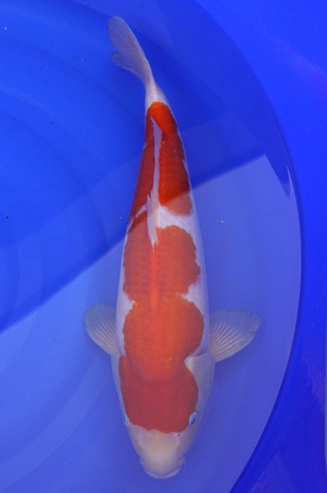 kohaku 2002006