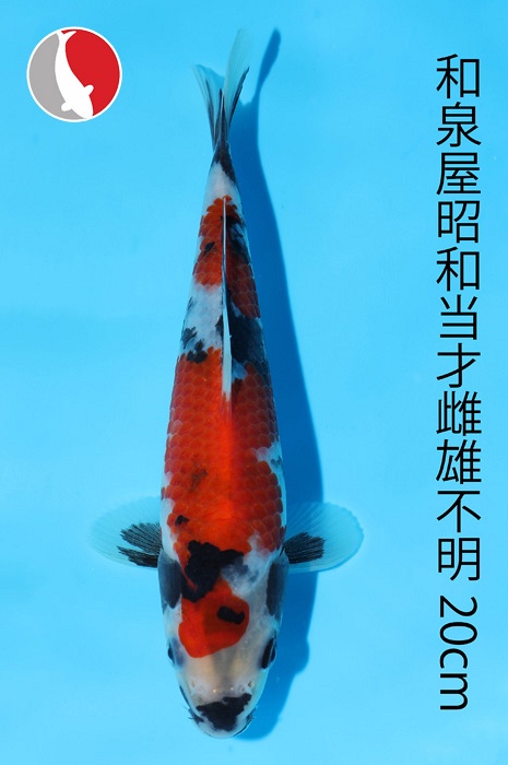 showa 2003006