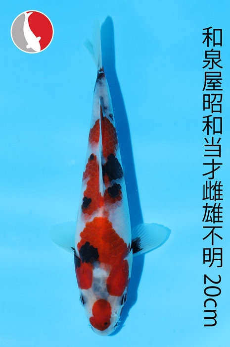 showa 2003007