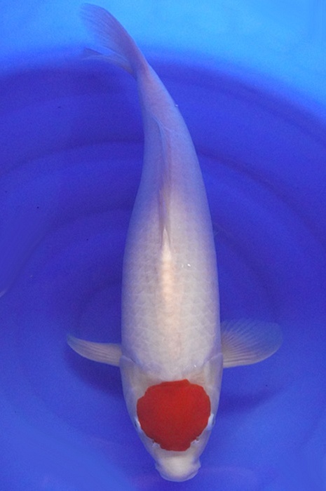 Tancho Kohaku 2002007