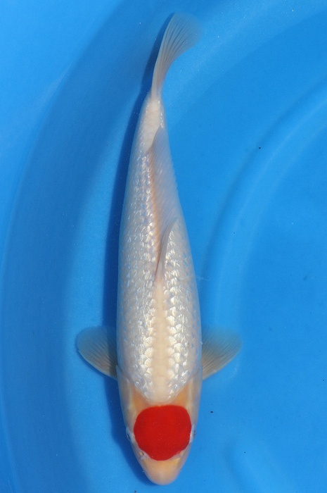 Tancho Ginrin Kohaku 2002011