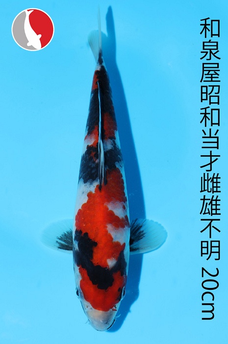 showa 2003012