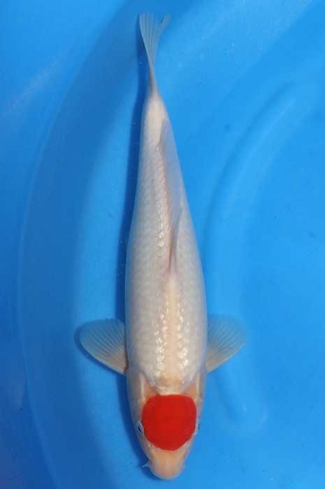 Tancho Kohaku 2002013