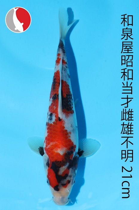 showa 2003016