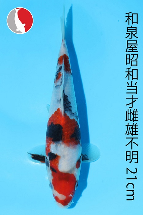 showa 2003018