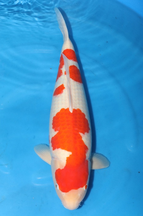 kohaku 2002019