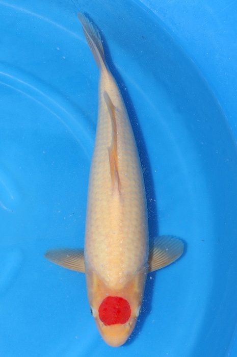 Tancho Kohaku 2002020