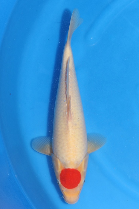 Tancho Kohaku 2002022