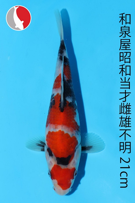 showa 2003022